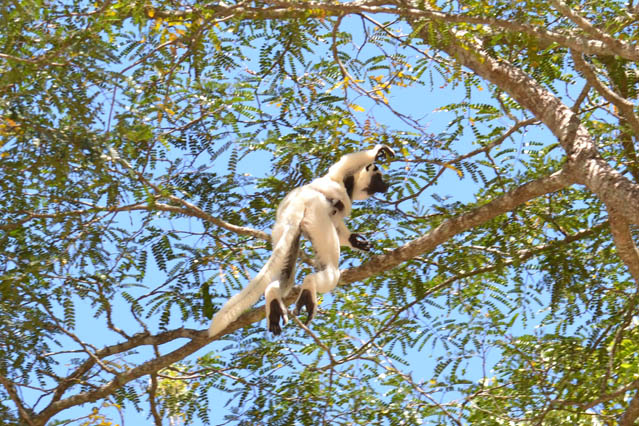 Le lémurien propithèque de verreau de Madagascar