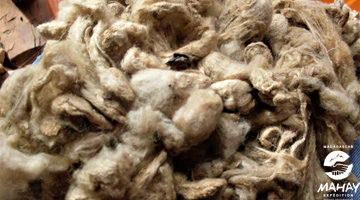 La bourre de soie sauvage de Madagascar