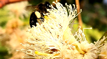 Abeille butinnat une fleur d'eucalyptus de Madagascar