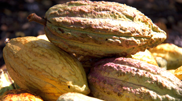 Le cacao Forastero de Madagascar