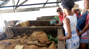 La fermentation du cacao à Madagascar