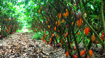 Plantation de cacao de Madagascar