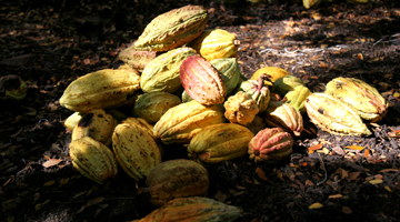 La récolte des cabosses de cacao de Madagascar