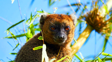 Observer le lémurien Hapalémur Aureus à Madagascar